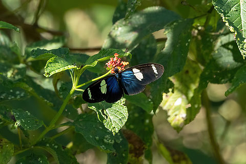 Sara longwing (Heliconius sara) Estancia Bello Horizonte, Madre de Dios, Peru. Jun 15, 2022 Fall,Geotagged,Heliconius sara,Peru,Sara longwing