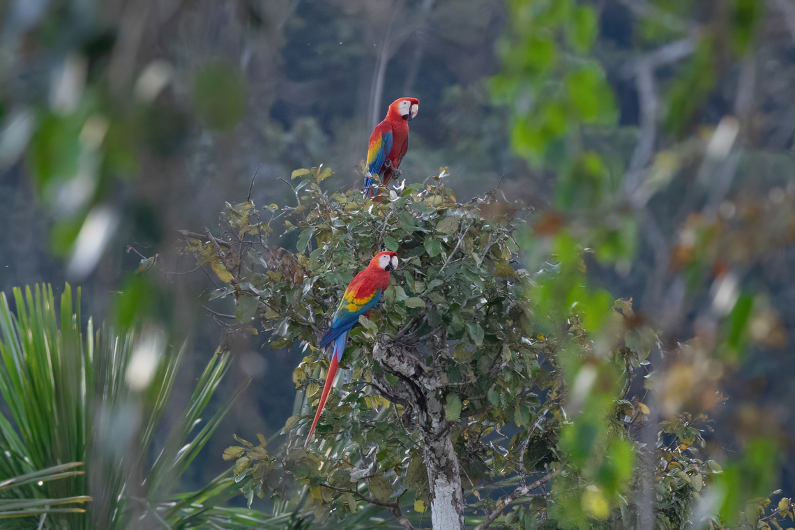 Scarlet macaws (Ara macao) Tityra cayana Ara macao,Fall,Geotagged,Peru,Scarlet macaw