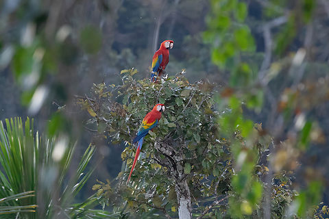 Scarlet macaws (Ara macao) Tityra cayana Ara macao,Fall,Geotagged,Peru,Scarlet macaw