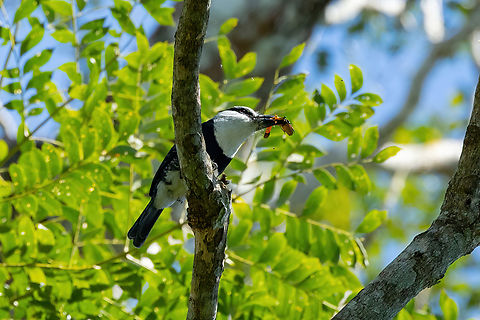 White-necked Puffbird (Notharchus hyperrhynchus) Estancia Bello Horizonte, Madre de Dios, Peru. Jun 15, 2022 Fall,Geotagged,Notharchus hyperrhynchus,Peru,White-necked puffbird
