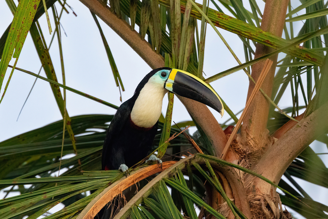 Channel-billed Toucan (Ramphastos vitellinus) Estancia Bello Horizonte, Madre de Dios, Peru. Jun 16, 2022 Channel-billed Toucan,Fall,Geotagged,Peru,Ramphastos vitellinus