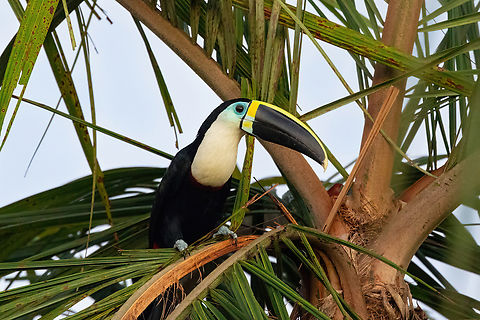 Channel-billed Toucan (Ramphastos vitellinus) Estancia Bello Horizonte, Madre de Dios, Peru. Jun 16, 2022 Channel-billed Toucan,Fall,Geotagged,Peru,Ramphastos vitellinus