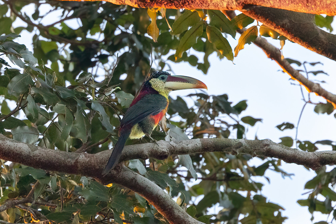 Curl-crested aracari (Pteroglossus beauharnaisii) Estancia Bello Horizonte, Madre de Dios, Peru. Jun 16, 2022 Curl-crested aracari,Fall,Geotagged,Peru,Pteroglossus beauharnaisii