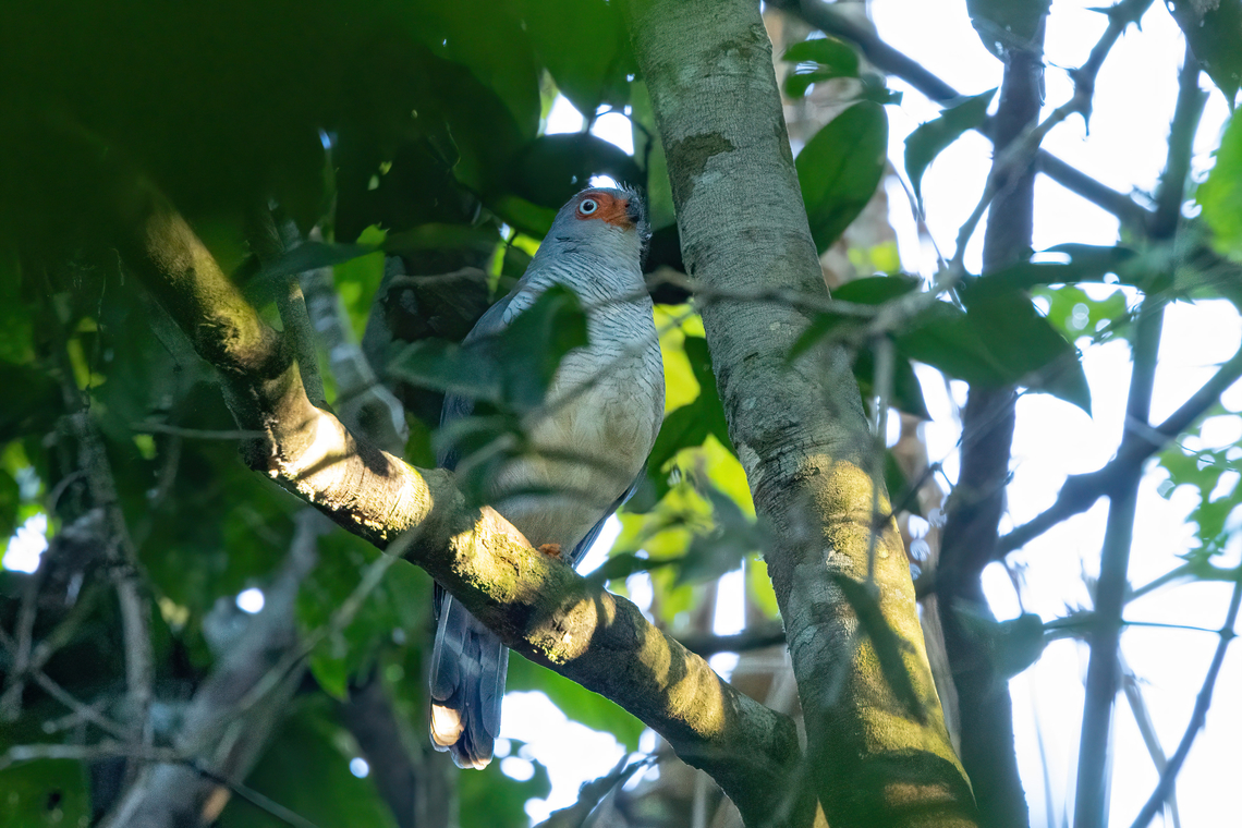 Lined forest falcon (Micrastur gilvicollis) Estancia Bello Horizonte, Madre de Dios, Peru. Jun 16, 2022 Fall,Geotagged,Lined forest falcon,Micrastur gilvicollis,Peru
