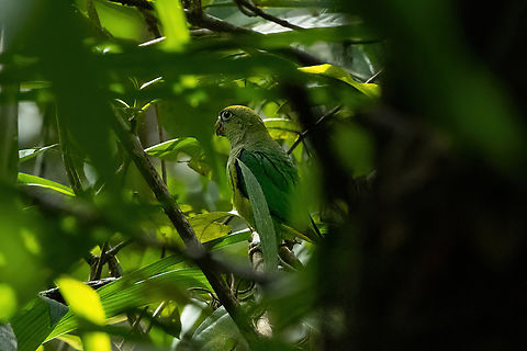 Scarlet-shouldered parrotlet (Touit huetii) Estancia Bello Horizonte, Madre de Dios, Peru. Jun 16, 2022 Fall,Geotagged,Peru,Scarlet-shouldered parrotlet,Touit huetii