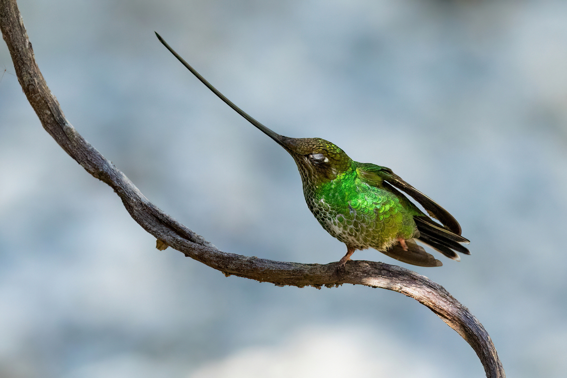 Morning stretches... Ca&ntilde;on de Atu&eacute;n, Amazonas, Peru. Jul 1, 2022 Ensifera ensifera,Geotagged,Peru,Sword-billed hummingbird,Winter