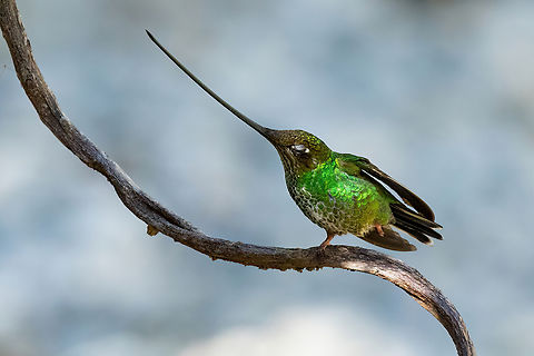 Morning stretches... Cañon de Atuén, Amazonas, Peru. Jul 1, 2022 Ensifera ensifera,Geotagged,Peru,Sword-billed hummingbird,Winter