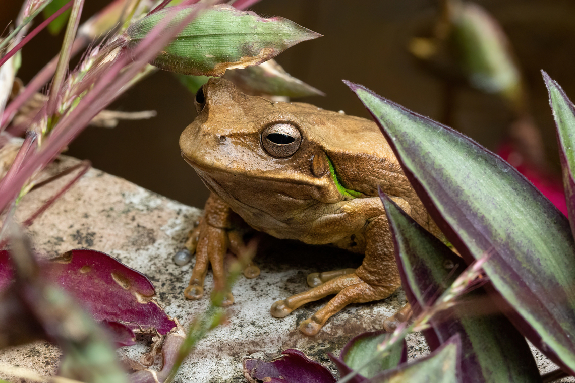 Gastrotheca monticola (Hemiphractidae) Amazilia Bioreserva, Amazonas, Peru. Jul 6, 2022 Gastrotheca monticola,Geotagged,Peru,Winter
