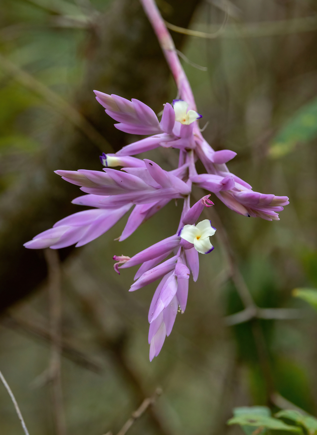 Tillandsia cacticola (Bromeliaceae) Amazilia Bioreserva, Amazonas, Peru. Jul 6, 2022 Geotagged,Peru,Tillandsia cacticola,Winter