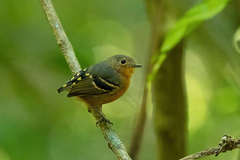 Plain-throated antwren (Isleria hauxwelli) female Estancia Bello Horizonte, Madre de Dios, Peru. Jun 16, 2022 Fall,Geotagged,Isleria hauxwelli,Peru,Plain-throated antwren