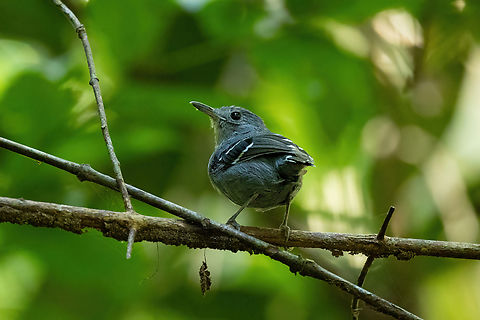 Plain-throated antwren (Isleria hauxwelli) male Estancia Bello Horizonte, Madre de Dios, Peru. Jun 16, 2022 Fall,Geotagged,Isleria hauxwelli,Peru,Plain-throated antwren