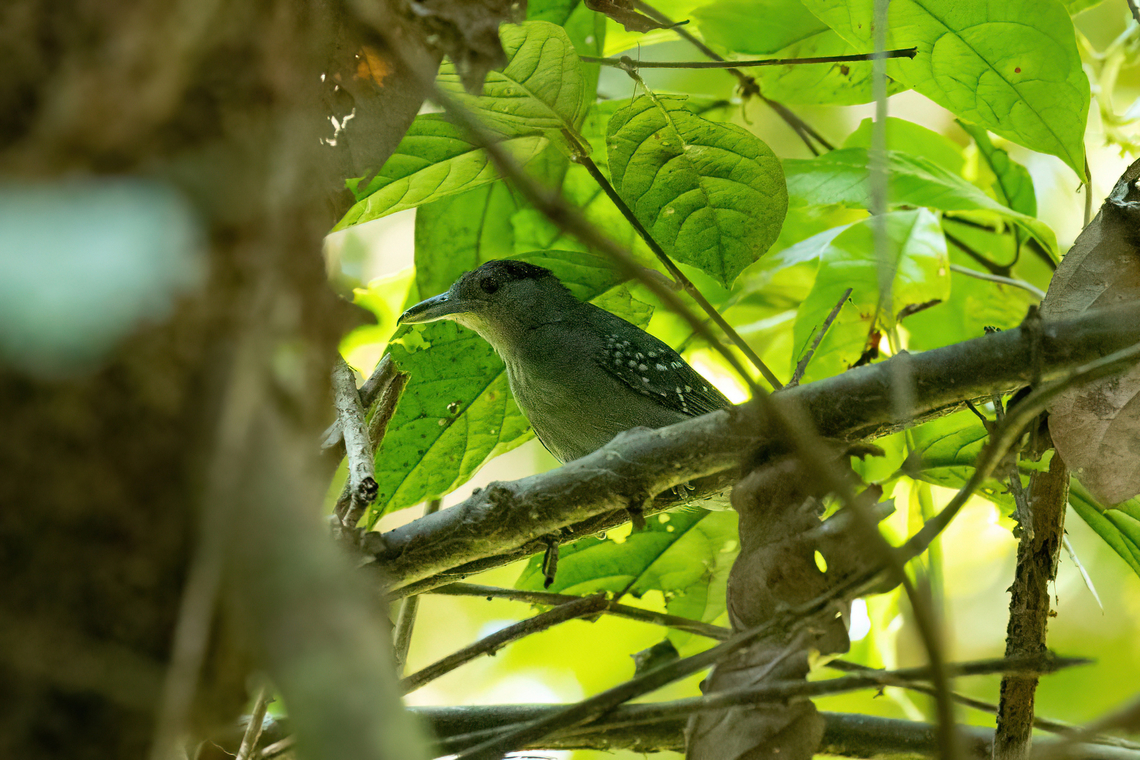 Spot-winged antshrike (Pygiptila stellaris) Estancia Bello Horizonte, Madre de Dios, Peru. Jun 16, 2022 Fall,Geotagged,Peru,Pygiptila stellaris,Spot-winged antshrike