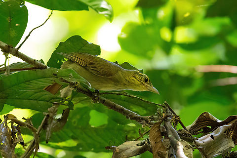 Rufous-tailed foliage-gleaner (Anabacerthia ruficaudata) Estancia Bello Horizonte, Madre de Dios, Peru. Jun 16, 2022 Anabacerthia ruficaudata,Fall,Geotagged,Peru,Rufous-tailed foliage-gleaner