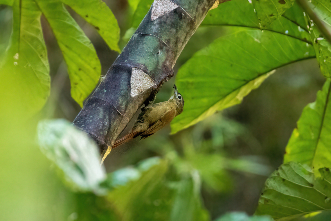 Montane foliage-gleaner (Anabacerthia striaticollis) PNYC - Huampal, Pasco, Peru. Jul 21, 2020 Anabacerthia striaticollis,Geotagged,Montane foliage-gleaner,Peru,Winter