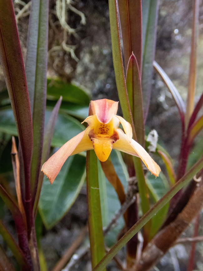 Maxillaria meridensis (Orchidaceae) ACP Hierba Buena Allpayacu, Amazonas, Peru. Jul 9, 2022 Geotagged,Maxillaria meridensis,Peru,Winter