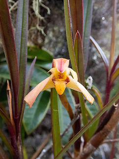 Maxillaria meridensis (Orchidaceae) ACP Hierba Buena Allpayacu, Amazonas, Peru. Jul 9, 2022 Geotagged,Maxillaria meridensis,Peru,Winter