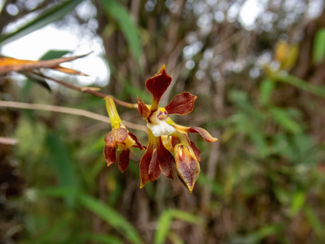 Cyrtochilum myanthum (Orchidaceae) ACP Hierba Buena Allpayacu, Amazonas, Peru. Jul 9, 2022 Cyrtochilum myanthum,Geotagged,Peru,Winter