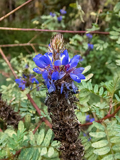 Iso (Dalea coerulea) ACP Hierba Buena Allpayacu, Amazonas, Peru. Jul 9, 2022 Dalea coerulea,Geotagged,Iso,Peru,Winter