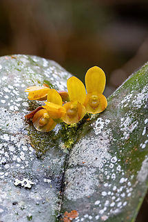 Pleurothallis cordata (Orchidaceae) ACP Hierba Buena Allpayacu, Amazonas, Peru. Jul 9, 2022 Geotagged,Peru,Pleurothallis cordata,Winter