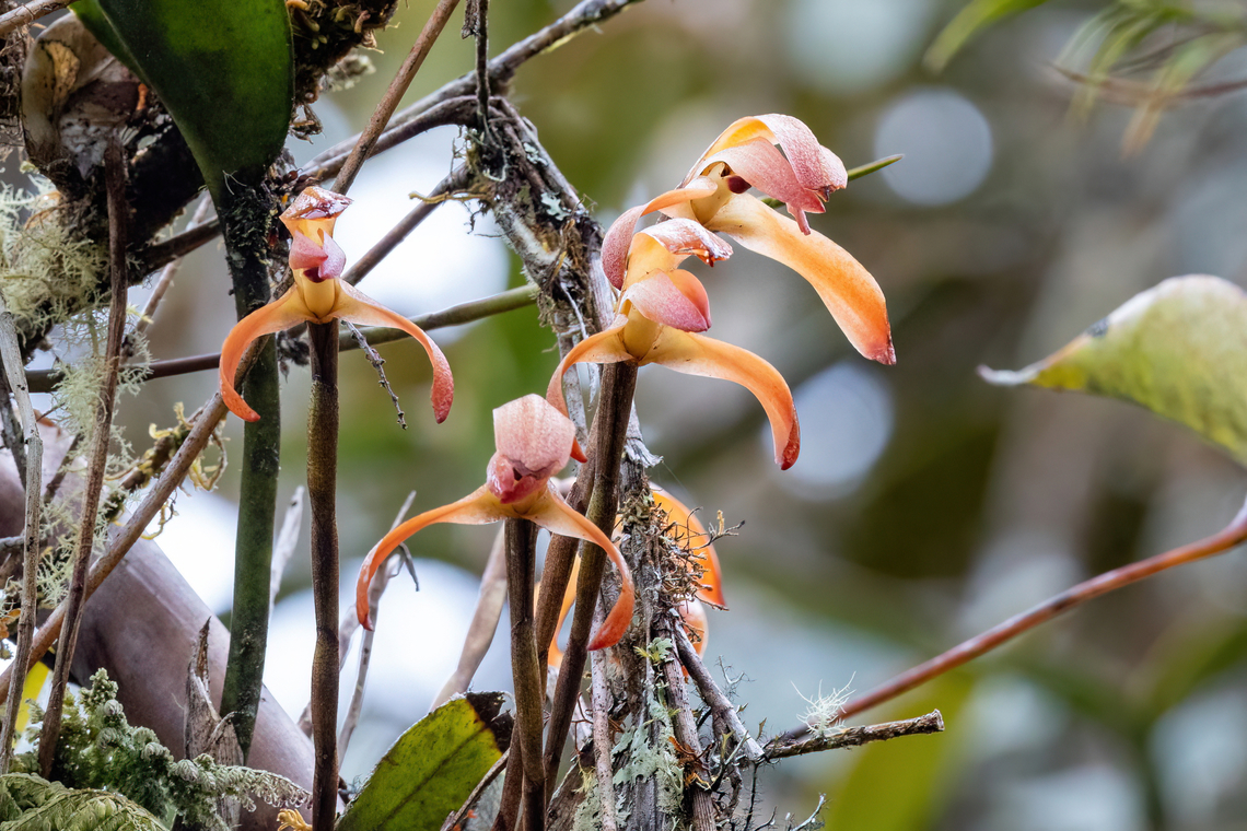 Maxillaria colorata (Orchidaceae) ACP Hierba Buena Allpayacu, Amazonas, Peru. Jul 9, 2022 Geotagged,Maxillaria colorata,Peru,Winter