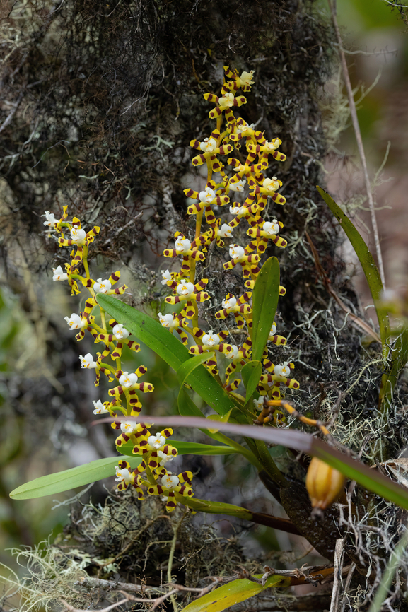 Odontoglossum tigroides (Orchidaceae) ACP Hierba Buena Allpayacu, Amazonas, Peru. Jul 9, 2022 Geotagged,Odontoglossum tigroides,Peru,Winter