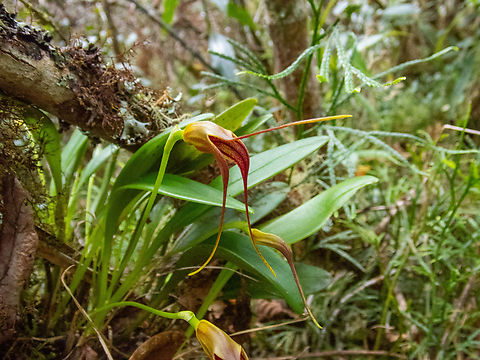 Masdevallia ustulata (Orchidaceae) Amazilia Bioreserva, Amazonas, Peru. May 14, 2022 Fall,Geotagged,Masdevallia ustulata,Peru