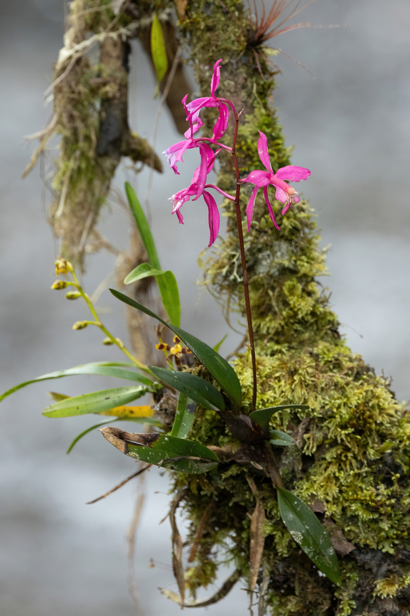 Cochlioda vulcanica (Orchidaceae) ACP Hierba Buena Allpayacu, Amazonas, Peru. Jul 9, 2022 Cochlioda vulcanica,Geotagged,Peru,Winter