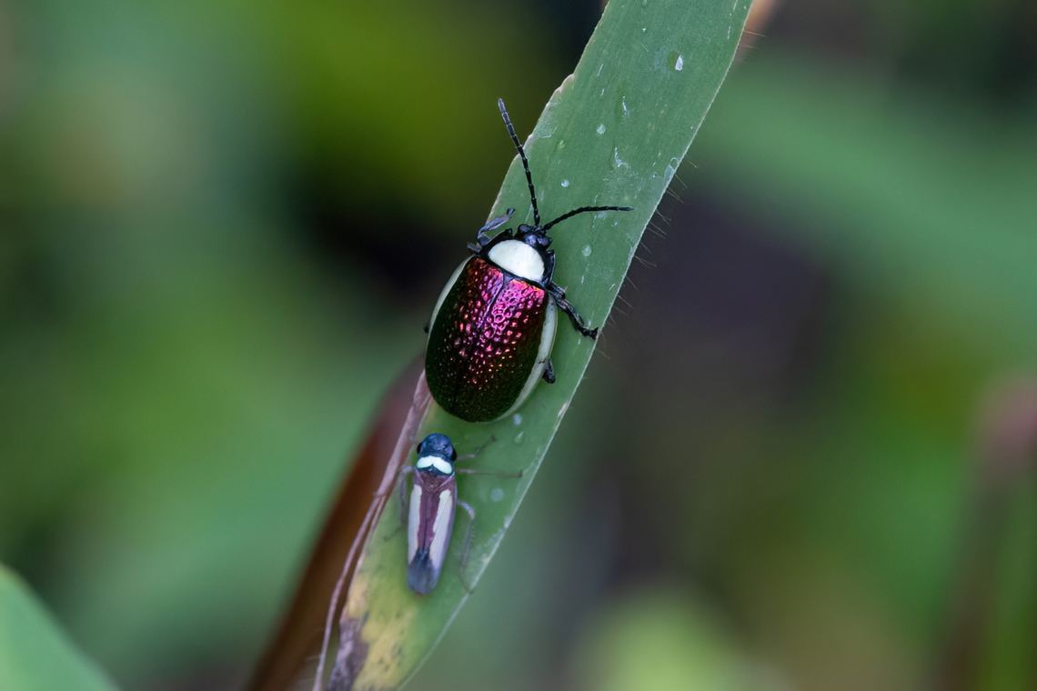 Asphaera albomarginata (Chrysomelidae) ACP Hierba Buena Allpayacu, Amazonas, Peru. Jul 9, 2022 Asphaera albomarginata,Geotagged,Peru,Winter