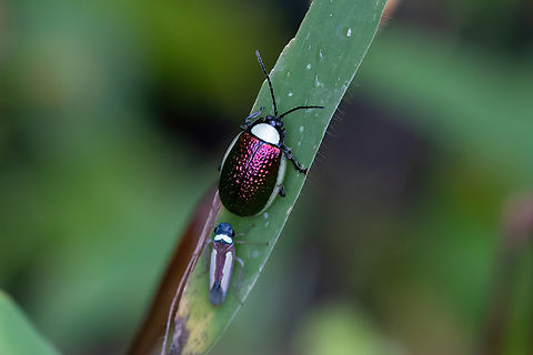 Asphaera albomarginata