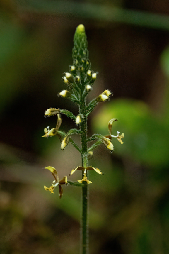 Ponthieva diptera (Orchidaceae) ACP Hierba Buena Allpayacu, Amazonas, Peru. Jul 9, 2022 Geotagged,Peru,Ponthieva diptera,Winter