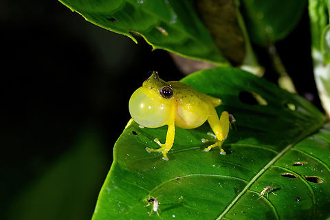 Schulte's Robber Frog (Pristimantis schultei) ACP Hierba Buena Allpayacu, Amazonas, Peru. Jul 9, 2022 Geotagged,Peru,Pristimantis schultei,Winter
