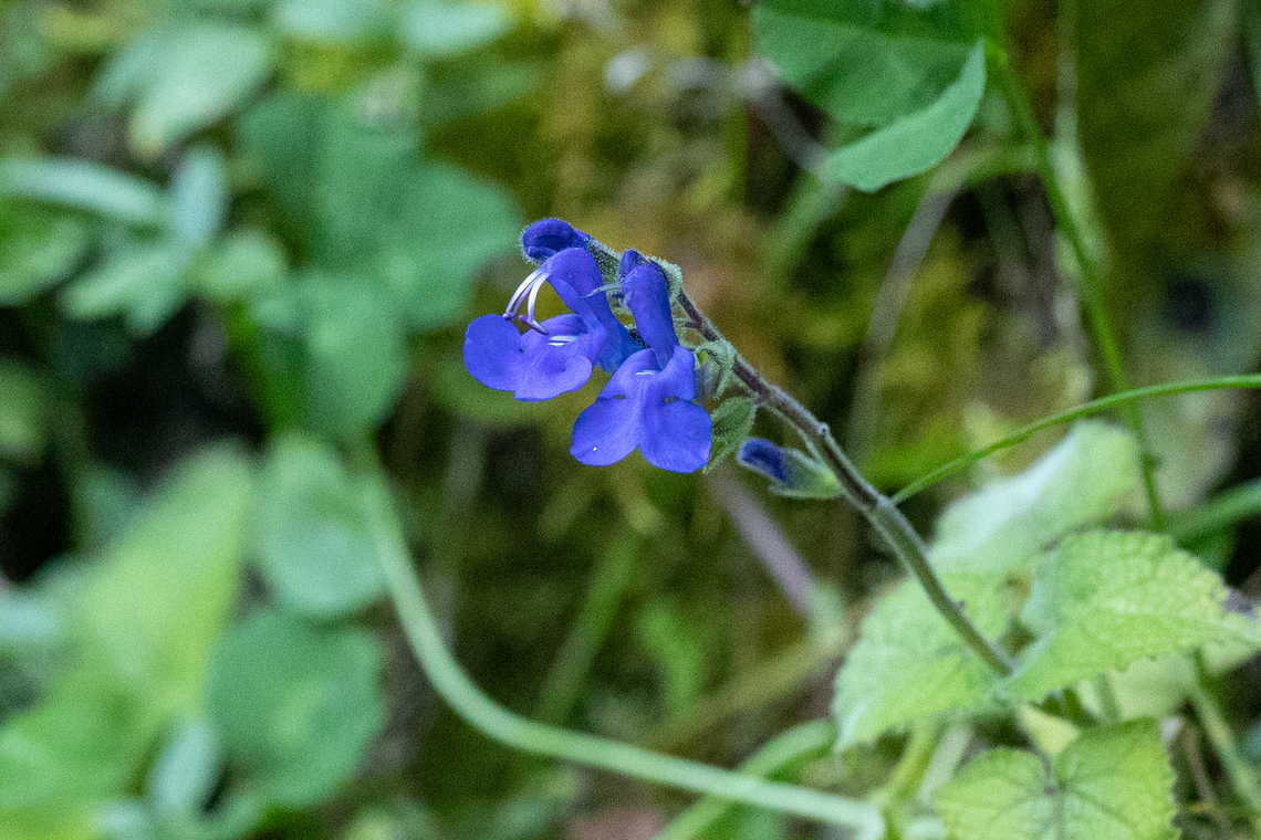 Salvia sagittata Ca&ntilde;on de Atu&eacute;n, Amazonas, Peru. Jul 1, 2022 Geotagged,Peru,Salvia sagittata,Winter