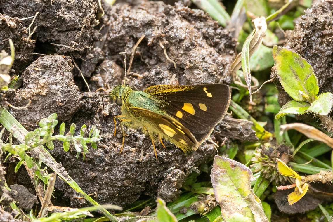 Dalla cypselus (Hesperiidae) ACP Hierba Buena Allpayacu, Amazonas, Peru. Jul 10, 2022 Dalla cypselus,Geotagged,Peru,Winter