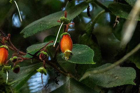 Kohleria affinis (Gesneriaceae) ACP Hierba Buena Allpayacu, Amazonas, Peru. Jul 10, 2022 Geotagged,Kohleria affinis,Peru,Winter