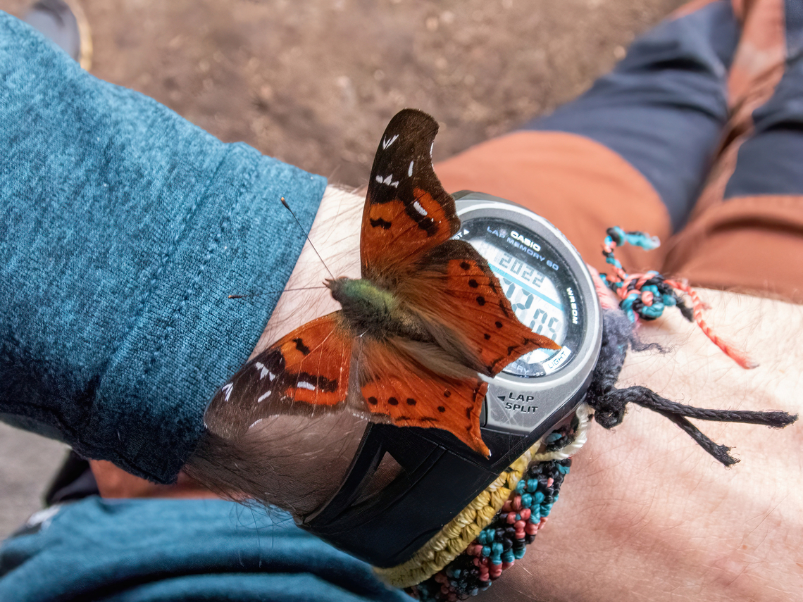 Hypanartia christophori (Nymphalidae) ACP Hierba Buena - Allpayacu, Amazonas, Peru. Jul 10, 2022 Geotagged,Hypanartia christophori,Peru,Winter