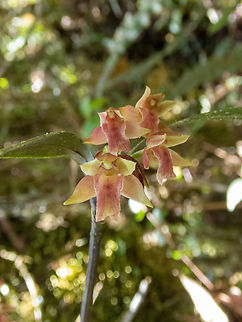 Scaphyglottis punctulata