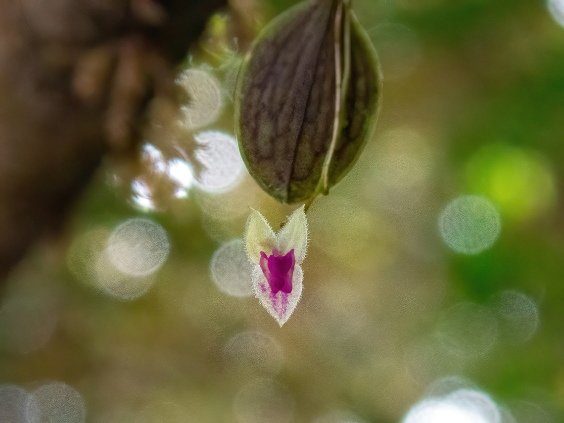 Acarina-Like Lepanthes (Lepanthes acarina) ACP Hierba Buena - Allpayacu, Amazonas, Peru. Jul 10, 2022 Acarina-like Lepanthes,Geotagged,Lepanthes acarina,Peru,Winter