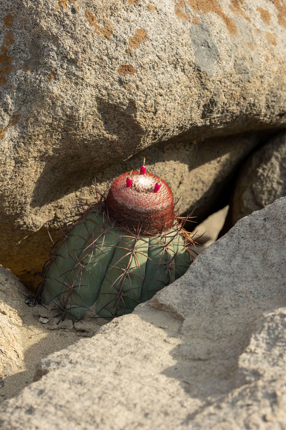 Melocactus peruvianus (Cactaceae) Cerro Campana, La Libertad, Peru. May 26, 2022 Fall,Geotagged,Melocactus peruvianus,Peru