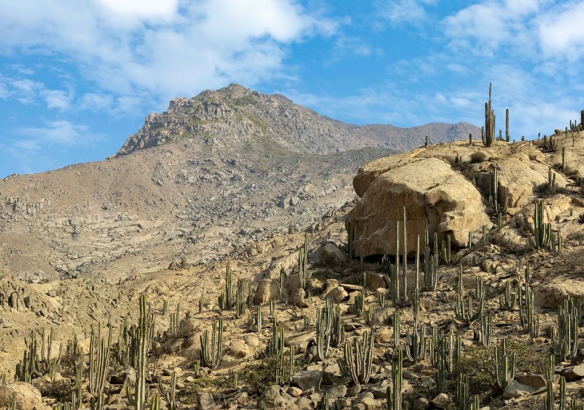 Cerro Campana, with Neoraimondia arequipensis in the foreground Cerro Campana, La Libertad, Peru. May 26, 2022 Fall,Geotagged,Neoraimondia arequipensis,Peru