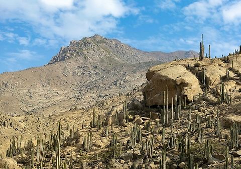 Neoraimondia arequipensis