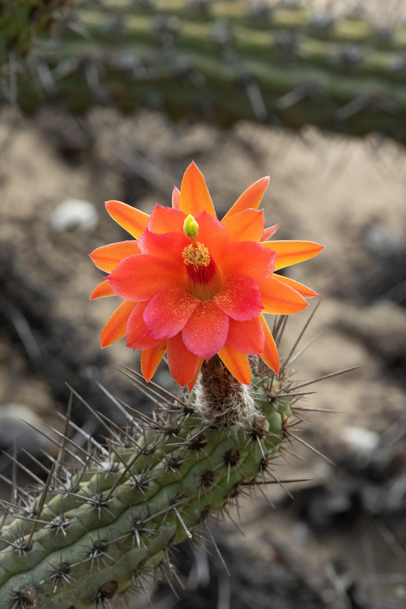Loxanthocereus sulcifer (Cactaceae) Cerro Campana, La Libertad, Peru. May 26, 2022 Fall,Geotagged,Loxanthocereus sulcifer,Peru