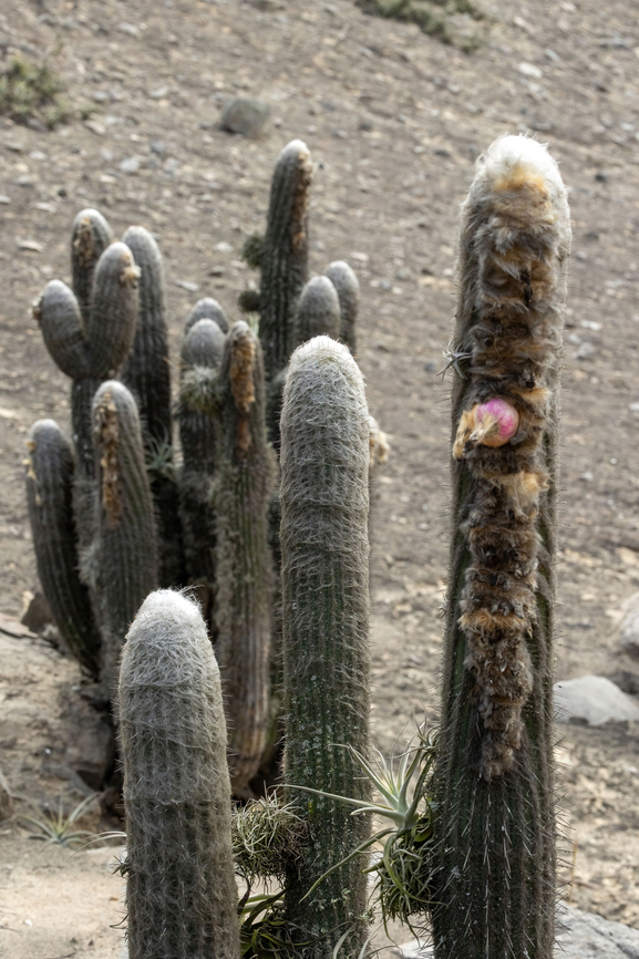 Espostoa melanostele (Cactaceae) Cerro Campana, La Libertad, Peru. May 26, 2022 E. melanostele,Espostoa melanostele,Fall,Geotagged,Peru