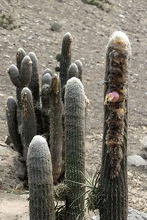 Espostoa melanostele