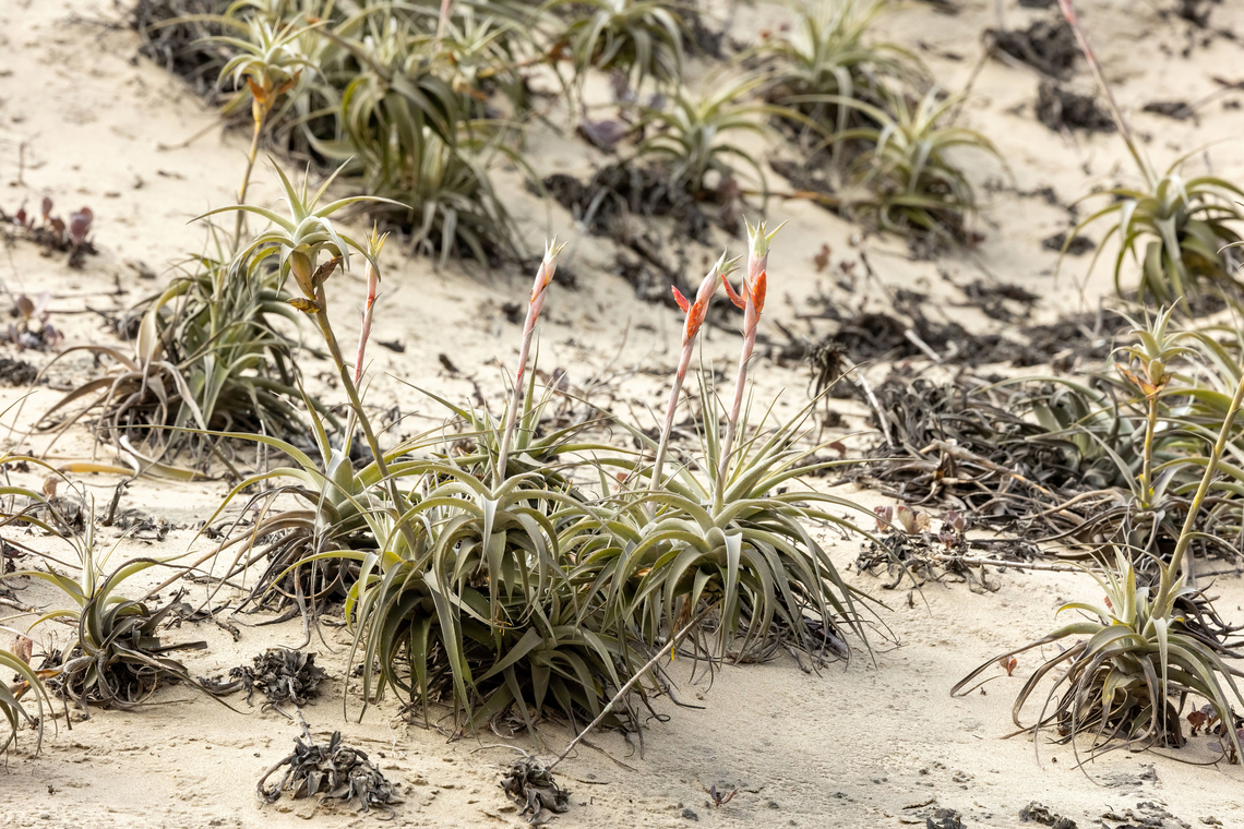 Tillandsia latifolia (Bromeliaceae) Cerro Campana, La Libertad, Peru. May 26, 2022 Fall,Geotagged,Peru,Tillandsia latifolia