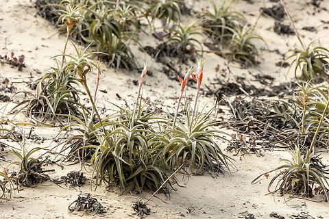 Tillandsia latifolia (Bromeliaceae) Cerro Campana, La Libertad, Peru. May 26, 2022 Fall,Geotagged,Peru,Tillandsia latifolia