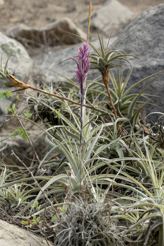 Tillandsia purpurea, Peru Cerro Campana, La Libertad, Peru. May 26, 2022 Fall,Geotagged,Peru,Tillandsia purpurea