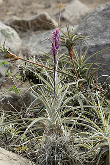 Tillandsia purpurea
