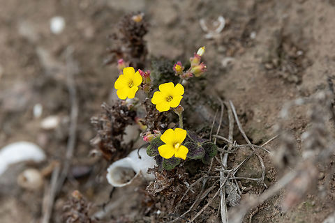 Fleshy Yellow-Sorrel (Oxalis megalorrhiza) Cerro Campana, La Libertad, Peru. May 26, 2022 Fall,Fleshy Yellow-Sorrel,Geotagged,Oxalis megalorrhiza,Peru