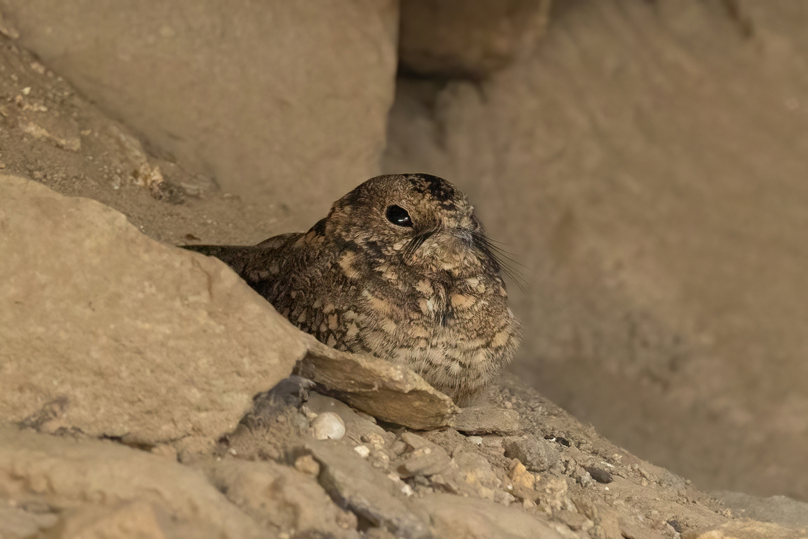 Tschudi's nightjar (Systellura decussata) Cerro Campana, La Libertad, Peru. May 26, 2022 Fall,Geotagged,Peru,Systellura decussata,Tschudi's nightjar