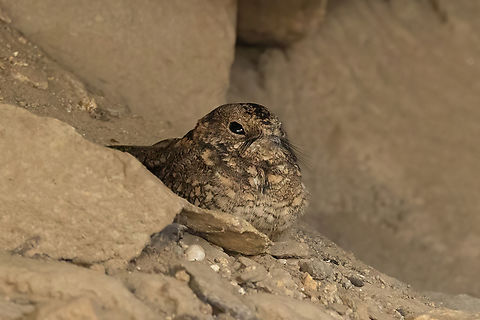 Tschudi's nightjar (Systellura decussata) Cerro Campana, La Libertad, Peru. May 26, 2022 Fall,Geotagged,Peru,Systellura decussata,Tschudi's nightjar